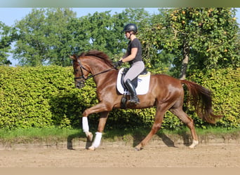 Westphalian, Gelding, 5 years, 16.2 hh, Chestnut-Red