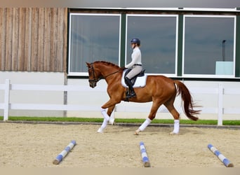 Westphalian, Gelding, 5 years, 16.2 hh, Chestnut-Red