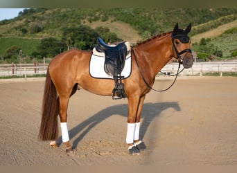 Westphalian, Gelding, 5 years, 16.2 hh, Chestnut-Red