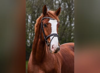 Westphalian, Gelding, 5 years, 16,2 hh, Chestnut-Red