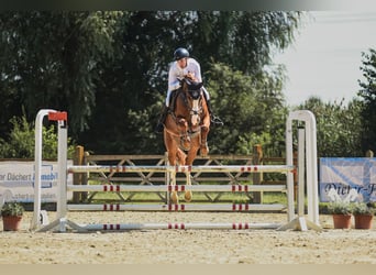 Westphalian, Gelding, 5 years, 16.2 hh, Chestnut-Red