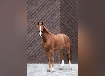 Westphalian, Gelding, 5 years, 16,2 hh, Chestnut-Red