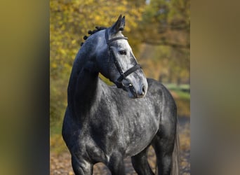 Westphalian, Gelding, 5 years, 16.2 hh, Grey-Dapple
