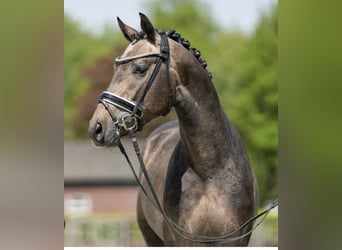 Westphalian, Gelding, 5 years, 16.2 hh, Grey-Red-Tan