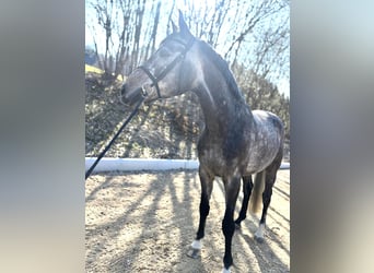 Westphalian, Gelding, 5 years, 16.2 hh, Grey-Red-Tan