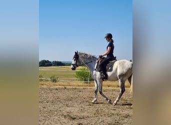 Westphalian, Gelding, 5 years, 16.2 hh, Grey