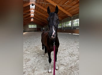 Westphalian, Gelding, 5 years, 16.2 hh, Smoky-Black