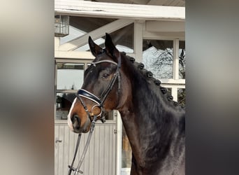 Westphalian, Gelding, 5 years, 16,3 hh, Bay-Dark