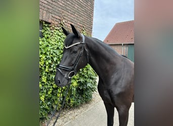 Westphalian, Gelding, 5 years, 16.3 hh, Black