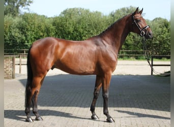 Westphalian, Gelding, 5 years, 16,3 hh, Brown