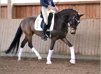 Westphalian, Gelding, 5 years, 16.3 hh, Brown