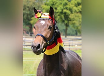 Westphalian, Gelding, 5 years, 16.3 hh, Brown