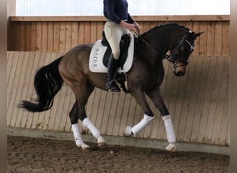 Westphalian, Gelding, 5 years, 16.3 hh, Brown