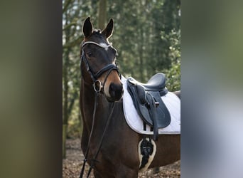 Westphalian, Gelding, 5 years, 16.3 hh, Brown