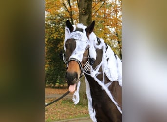 Westphalian, Gelding, 5 years, 16.3 hh, Brown