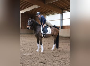 Westphalian, Gelding, 5 years, 16.3 hh, Brown