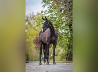 Westphalian, Gelding, 5 years, 16,3 hh