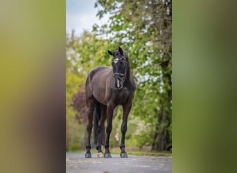 Westphalian, Gelding, 5 years, 16,3 hh