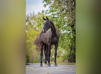 Westphalian, Gelding, 5 years, 16,3 hh