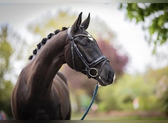 Westphalian, Gelding, 5 years, 16,3 hh