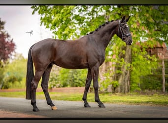 Westphalian, Gelding, 5 years, 16,3 hh