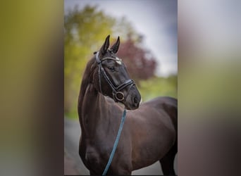 Westphalian, Gelding, 5 years, 16,3 hh