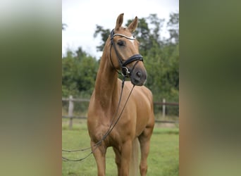 Westphalian, Gelding, 5 years, 16,3 hh, Palomino