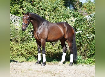 Westphalian, Gelding, 5 years, 16.3 hh, Smoky-Black