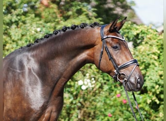 Westphalian, Gelding, 5 years, 16.3 hh, Smoky-Black
