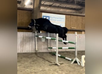 Westphalian, Gelding, 5 years, 16 hh, Bay-Dark