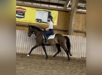 Westphalian, Gelding, 5 years, 16 hh, Bay-Dark