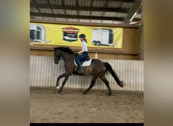 Westphalian, Gelding, 5 years, 16 hh, Bay-Dark