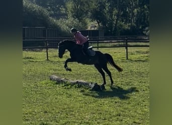 Westphalian, Gelding, 5 years, 16 hh, Bay-Dark