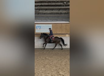 Westphalian, Gelding, 5 years, 16 hh, Bay-Dark
