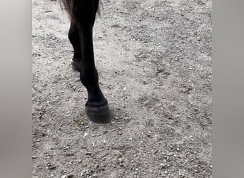 Westphalian, Gelding, 5 years, 16 hh, Black