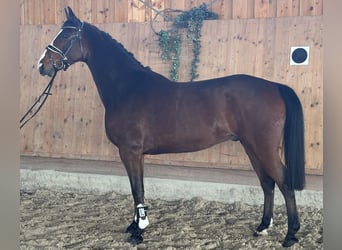 Westphalian, Gelding, 5 years, 16 hh, Brown