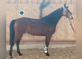 Westphalian, Gelding, 5 years, 16 hh, Brown