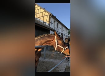 Westphalian, Gelding, 5 years, 16 hh, Brown