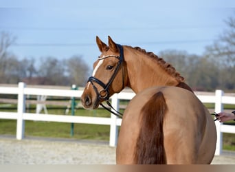 Westphalian, Gelding, 5 years, 16 hh, Chestnut