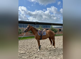 Westphalian, Gelding, 5 years, 16 hh, Chestnut-Red