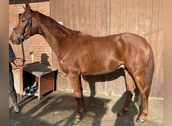 Westphalian, Gelding, 5 years, 16 hh, Chestnut-Red