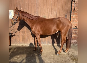 Westphalian, Gelding, 5 years, 16 hh, Chestnut-Red