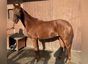 Westphalian, Gelding, 5 years, 16 hh, Chestnut-Red