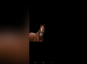 Westphalian, Gelding, 5 years, 16 hh, Chestnut-Red