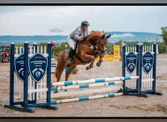Westphalian, Gelding, 5 years, 16 hh, Chestnut-Red