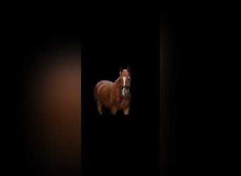 Westphalian, Gelding, 5 years, 16 hh, Chestnut-Red