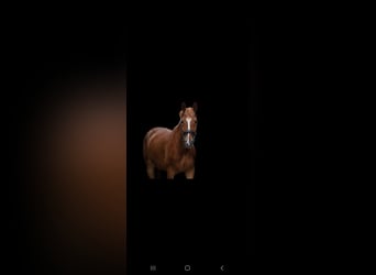 Westphalian, Gelding, 5 years, 16 hh, Chestnut-Red