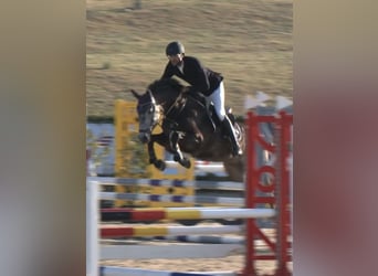Westphalian, Gelding, 5 years, 16 hh, Grey-Dapple