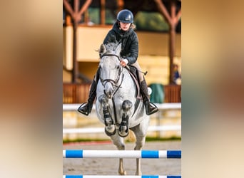 Westphalian, Gelding, 5 years, 16 hh, Grey
