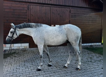 Westphalian, Gelding, 5 years, 16 hh, Grey